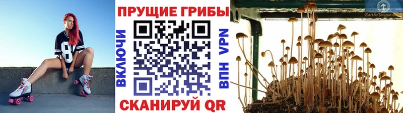 дарк нет какой сайт Шадринск hydra зеркало Галлюциногенные грибы Cubensis наркошоп